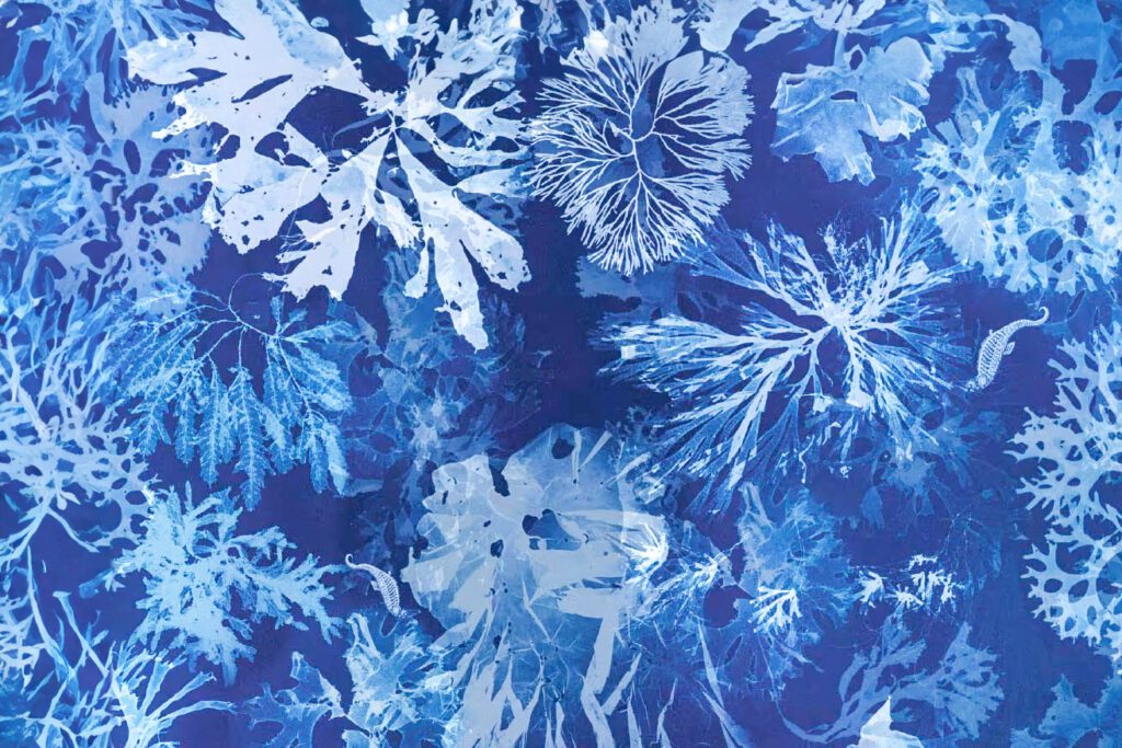 cyanotype