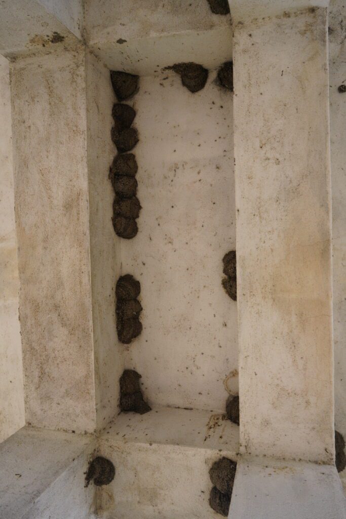 Mud swallow nests under concrete