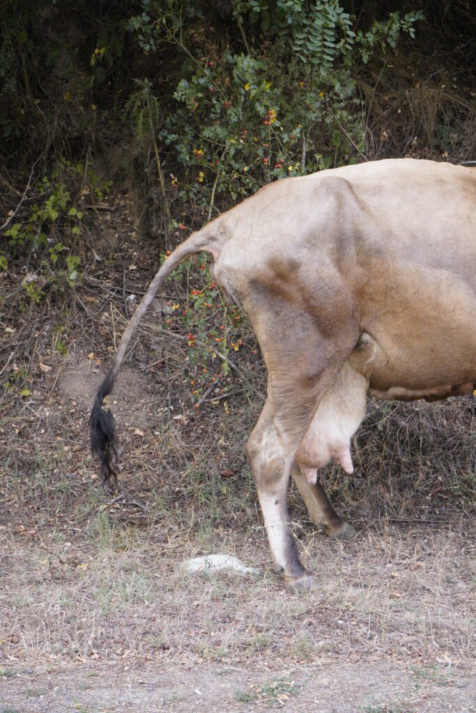 Cow hindquarters in dry brush