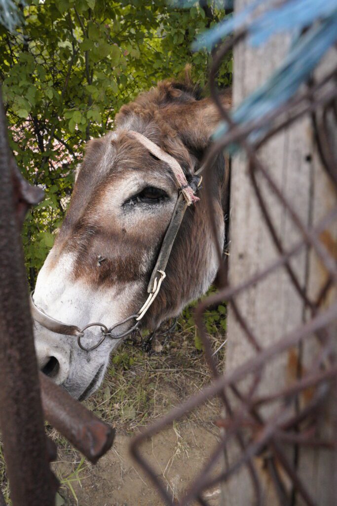 Donkey behind wire fence