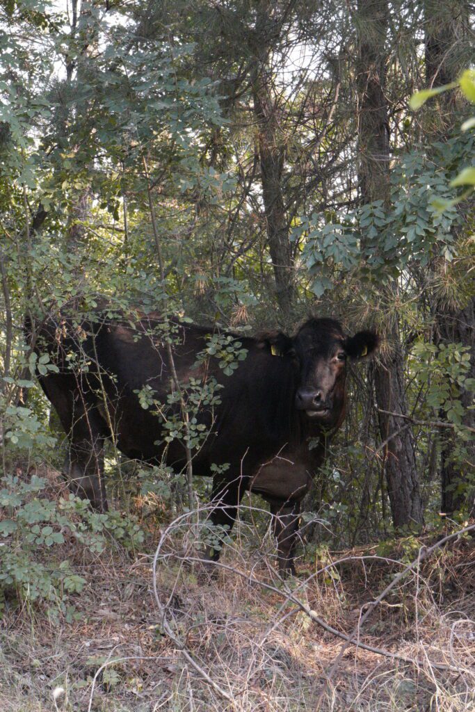 Dark cow among the trees