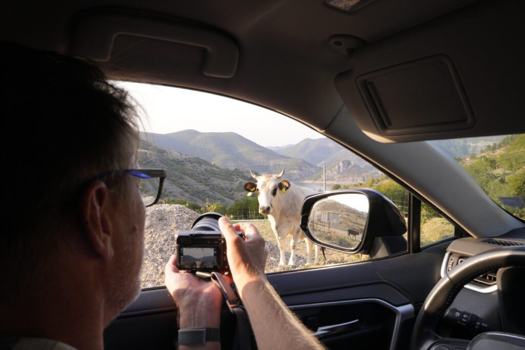 Photographing a roadside cow