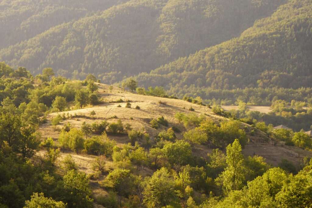 Golden ridge against forested hills