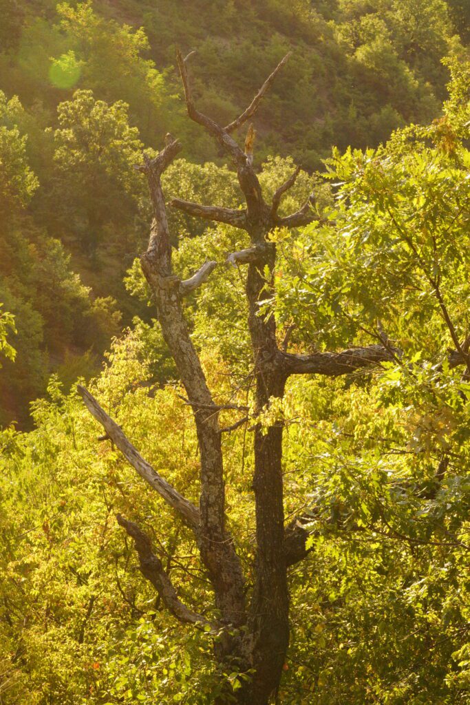 Dead tree against sunlit forest
