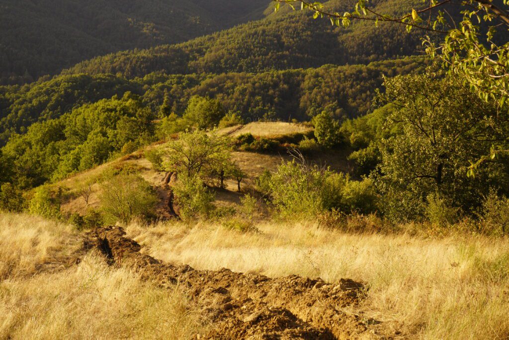 Dirt track on a golden ridge
