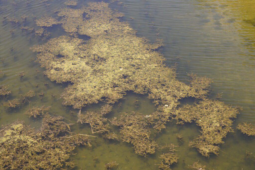 Murky pond surface