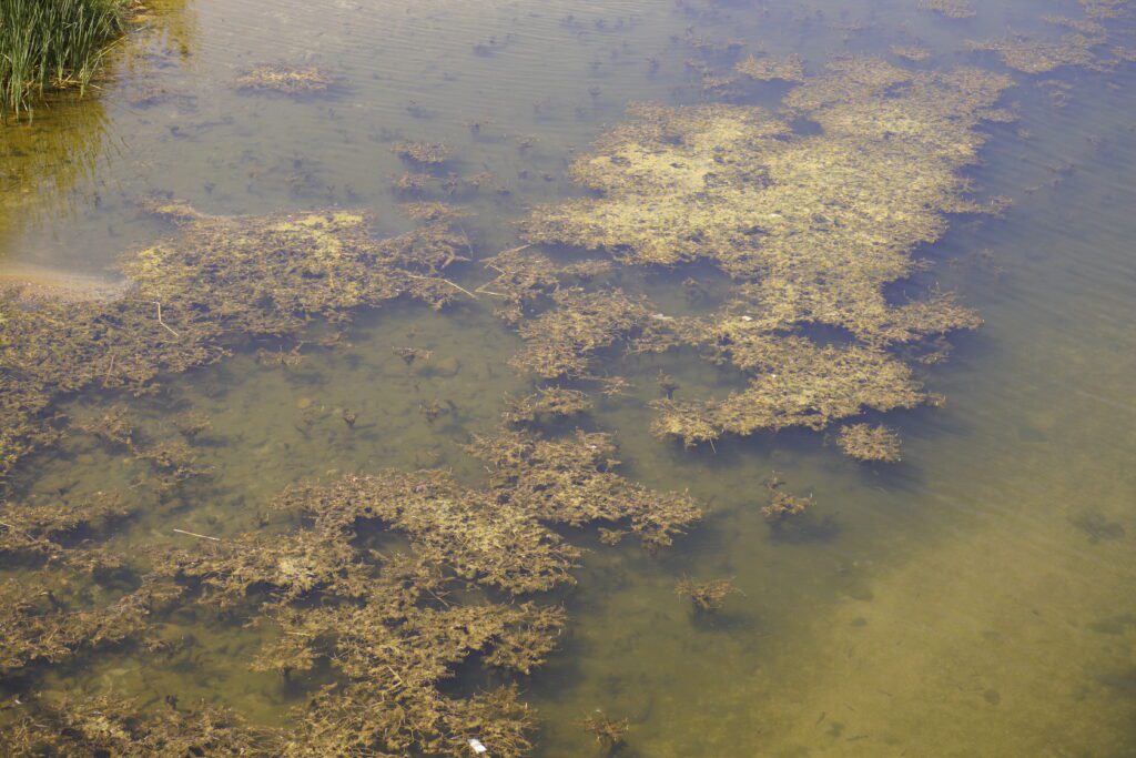 Algae mats in clear shallows