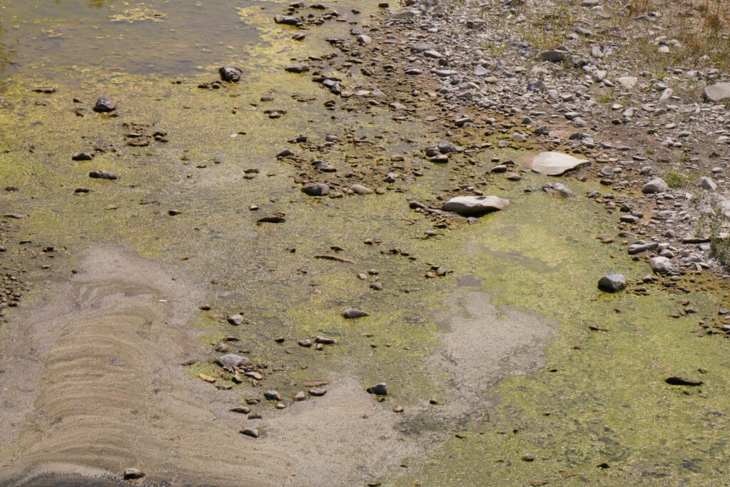 Algae over shallow stones