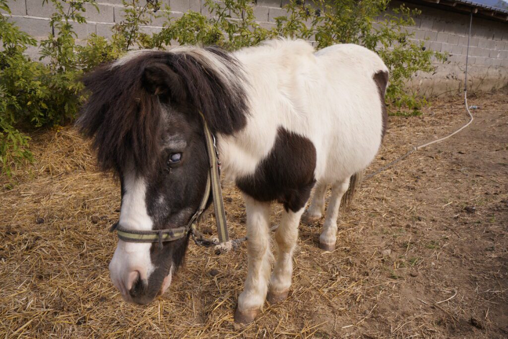 Piebald pony in the yard