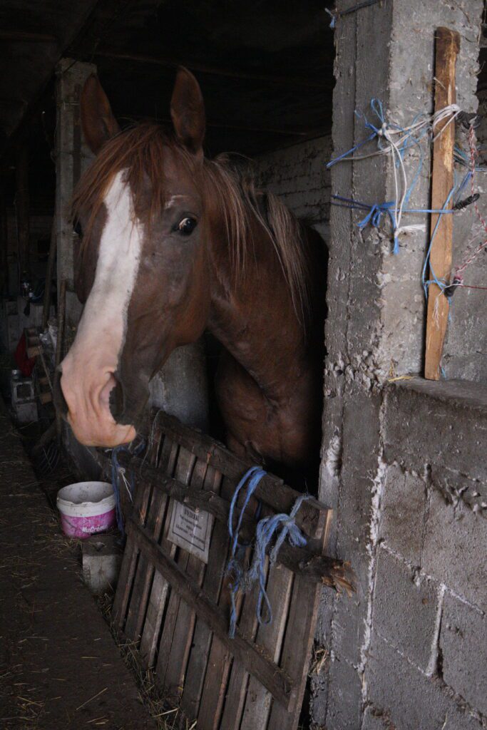 Bay horse behind a pallet gate