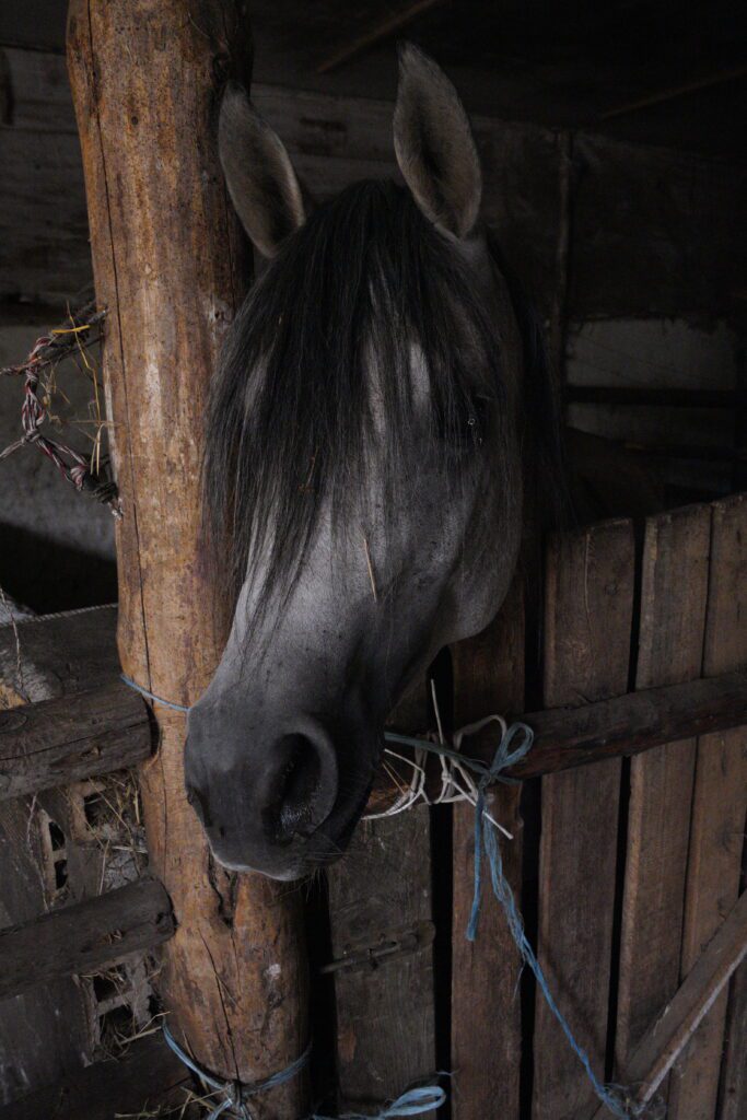 Gray horse at the stall gate