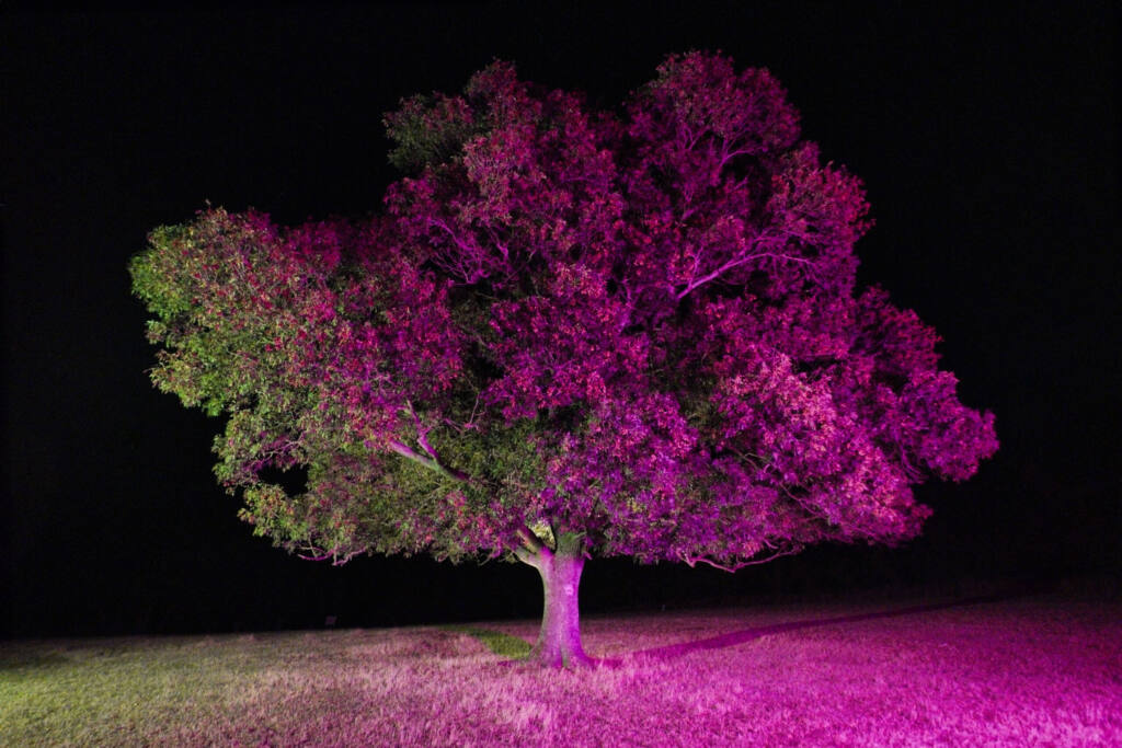 Tree lit magenta at night, Beglik Tash photo series