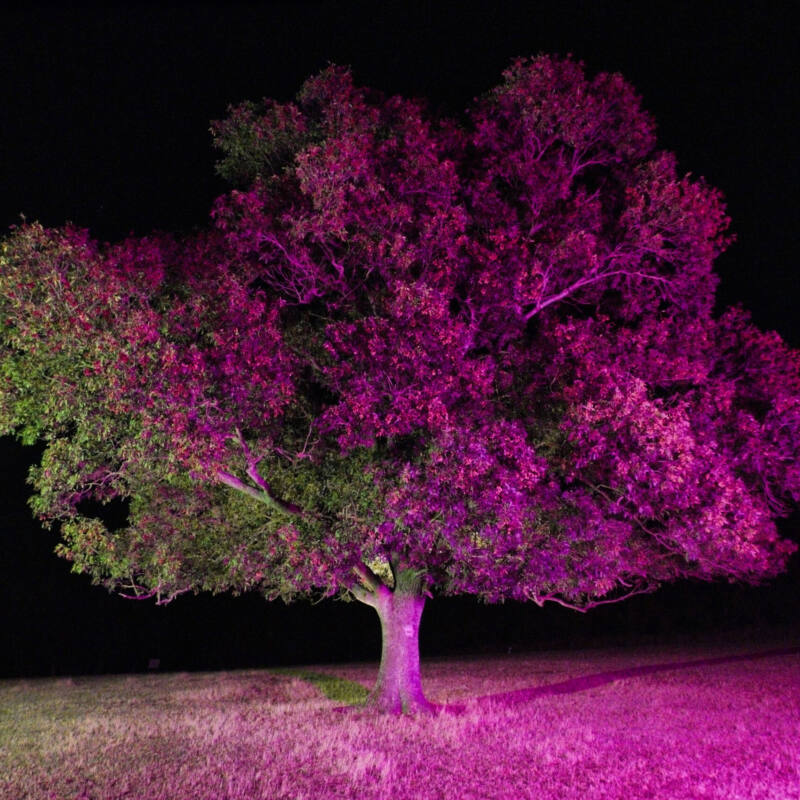 Tree lit magenta at night, Beglik Tash photo series