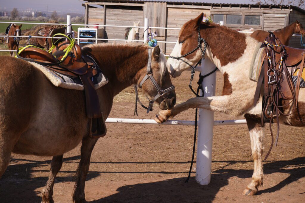 Two saddled horses nuzzling at the fence