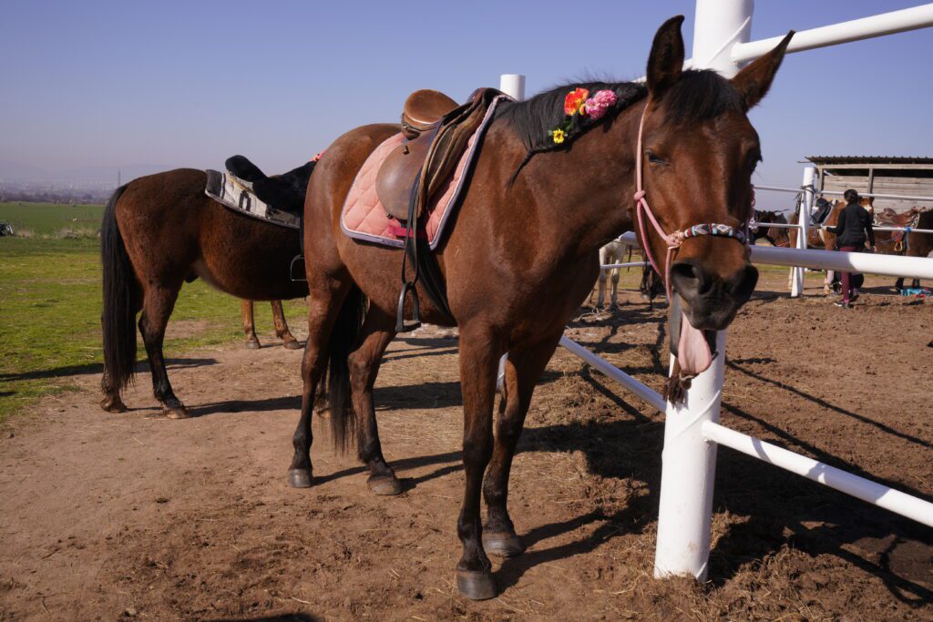 Brown horse with tongue out and flower trim