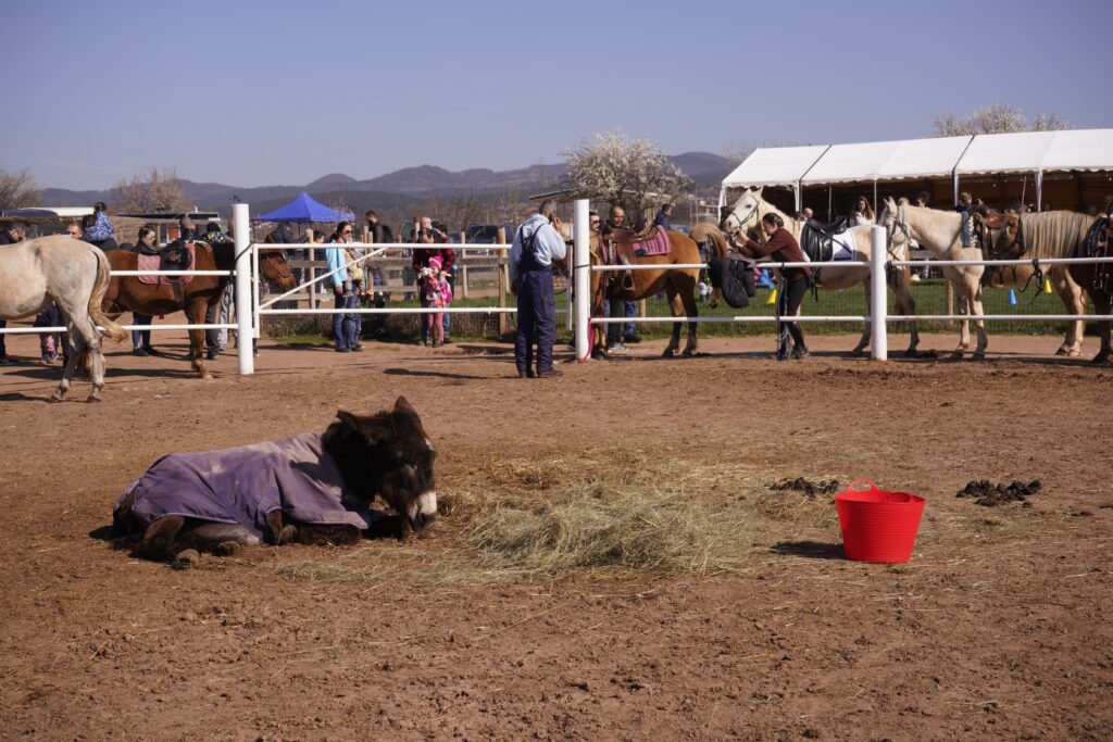 Donkey resting beside hay and a red bucket