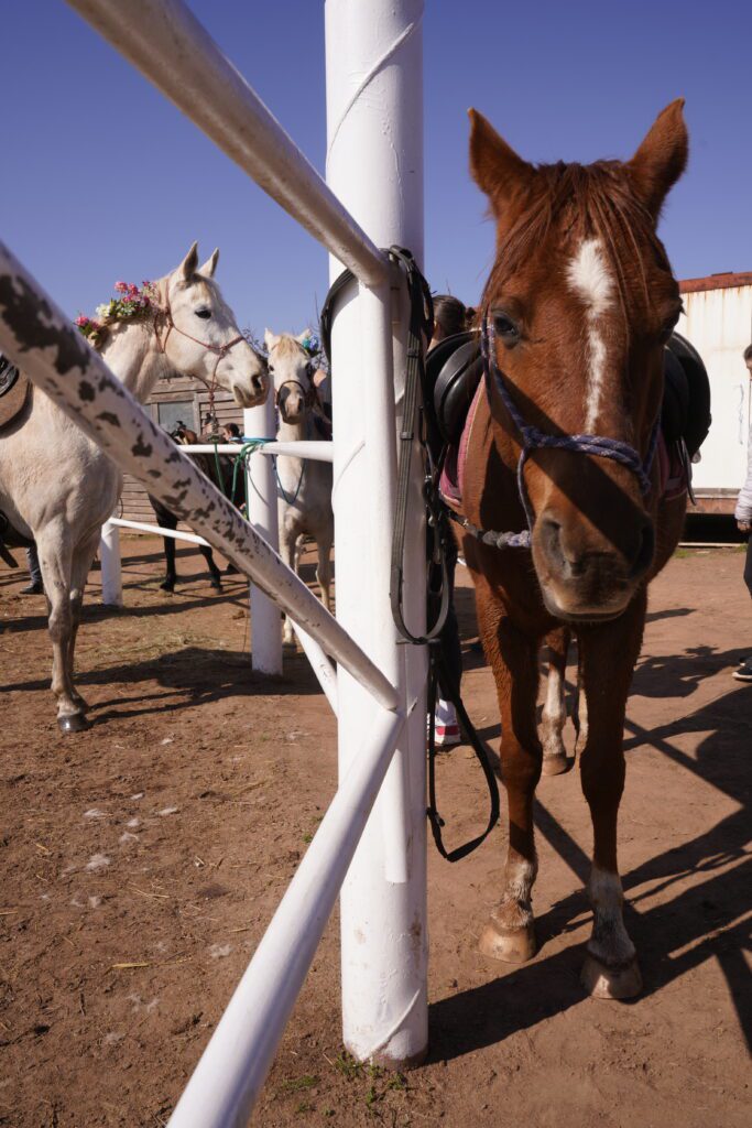 Chestnut at the fence, flower-decked white horse behind