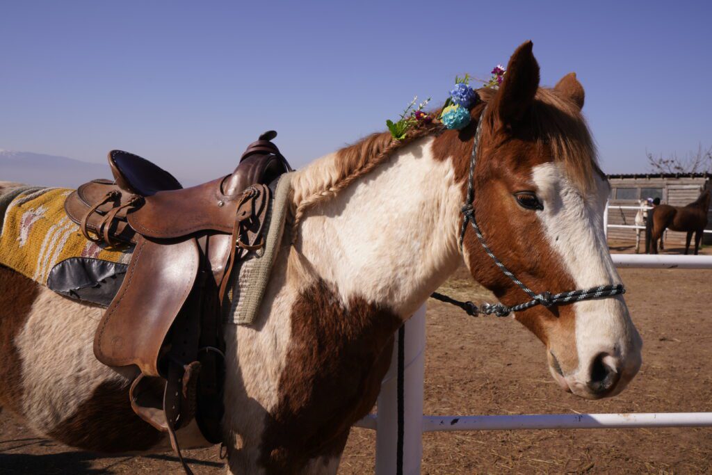 Decorated pinto horse with braided mane