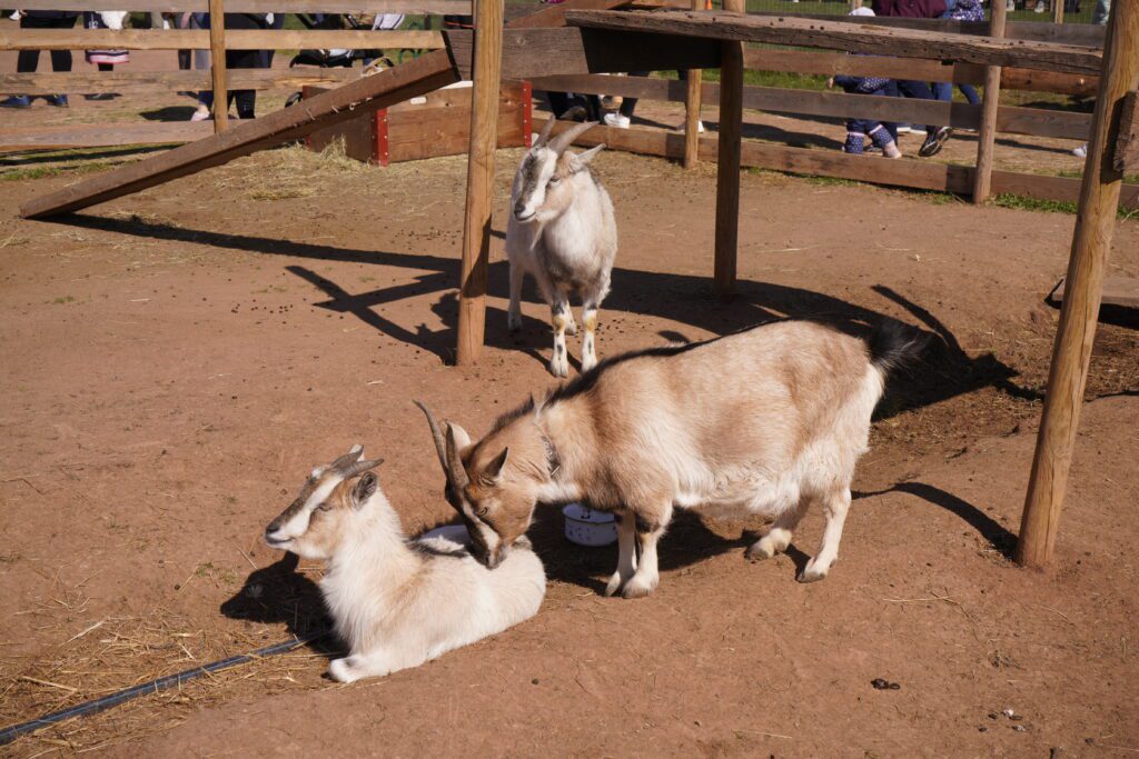Goats in a dirt enclosure