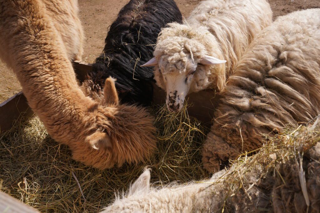 Alpaca and sheep feeding on hay
