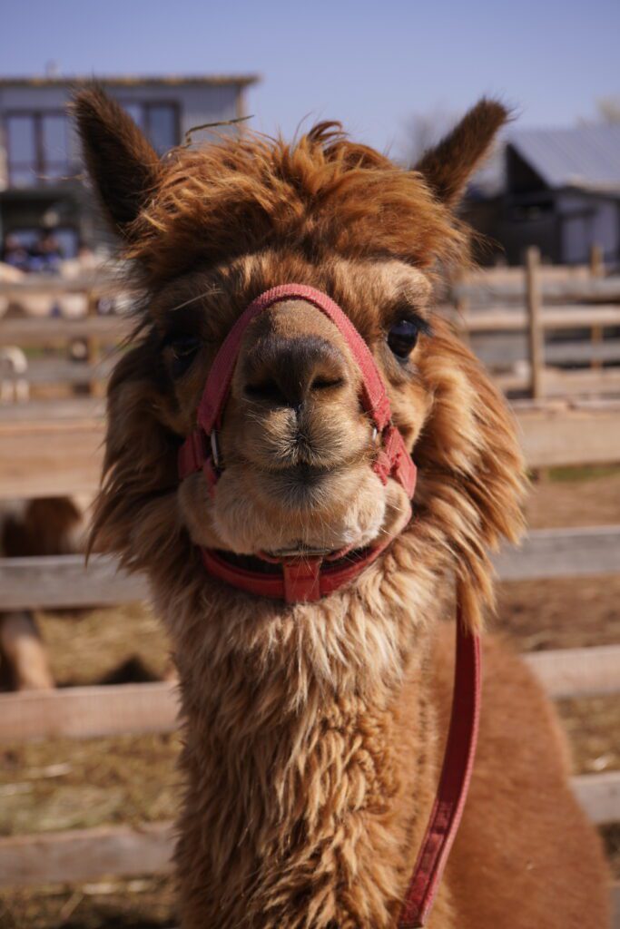 Brown alpaca portrait with pink halter