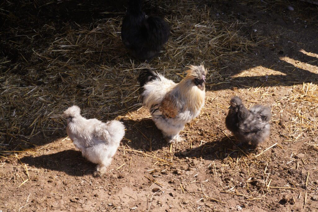 Silkie chickens in farmyard
