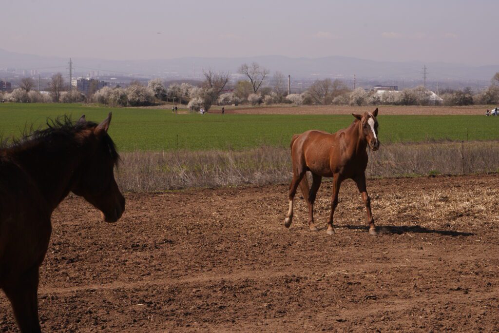Chestnut horse in a dirt field