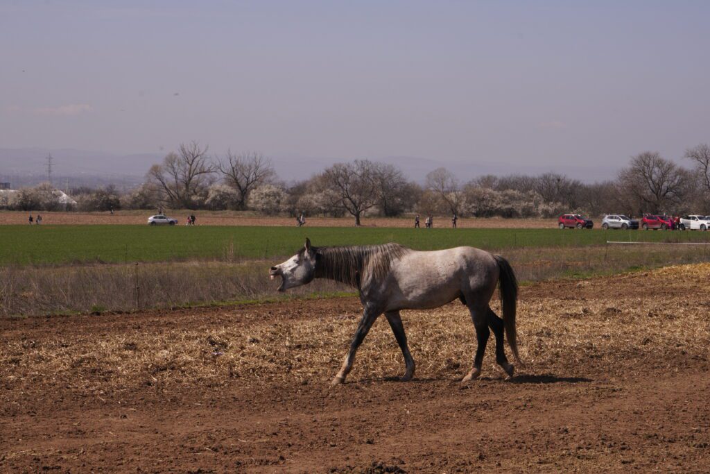 Grey horse with mouth open mid-stride