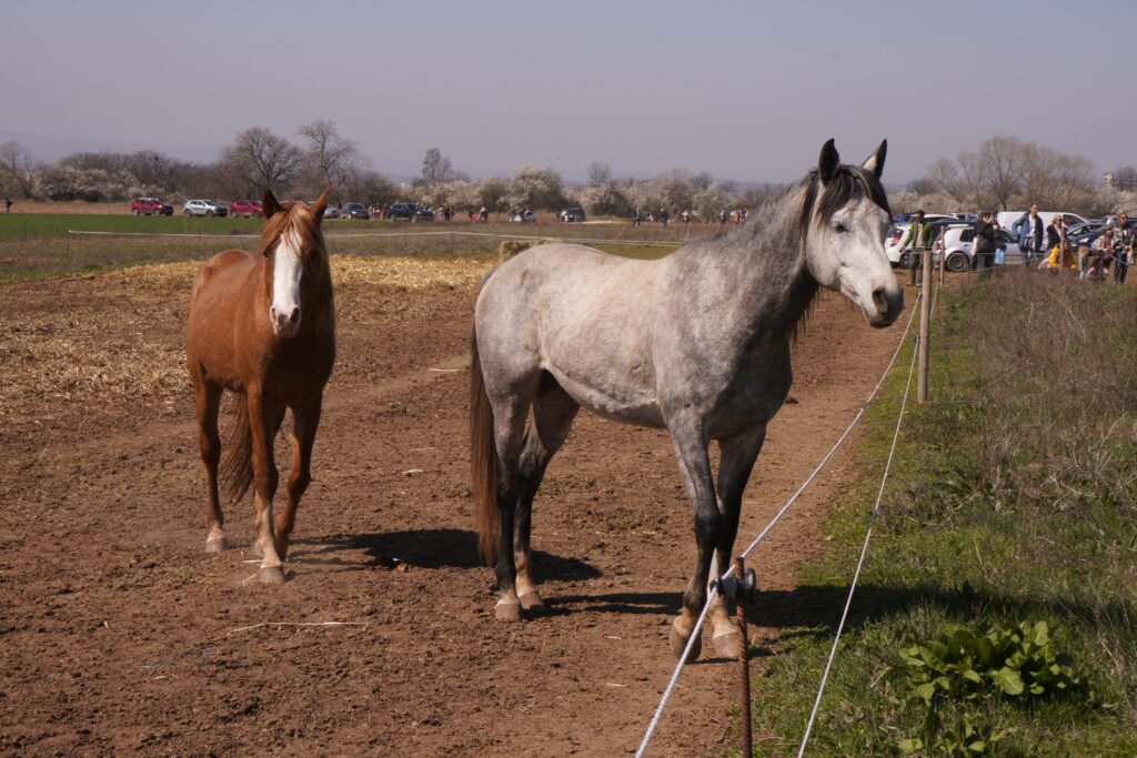 Grey and chestnut horses by a fence