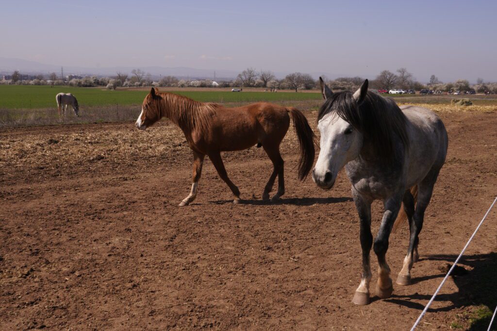 Grey and chestnut horses in the paddock