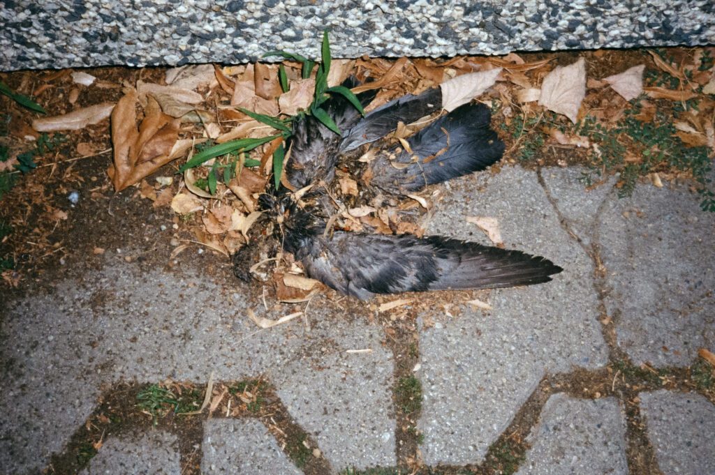 Kodak Color Plus 200 Summer 2025 – 2 Rolls on Pentax 17 — photograph