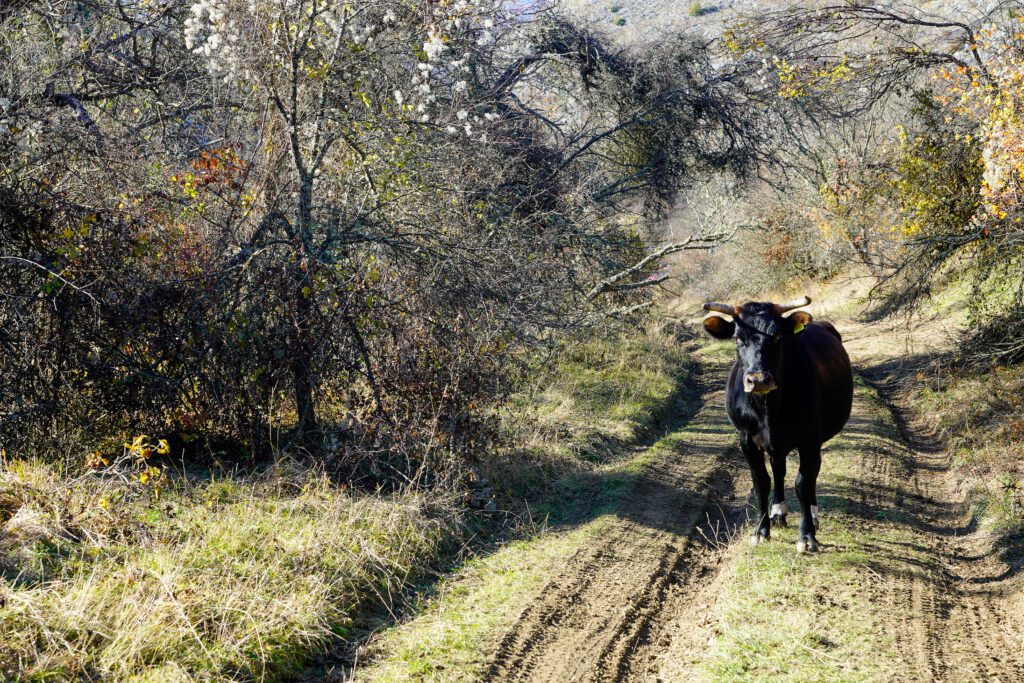 _DSC2604