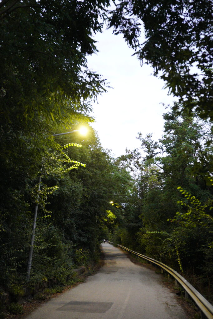 Lit Path Under the Canopy