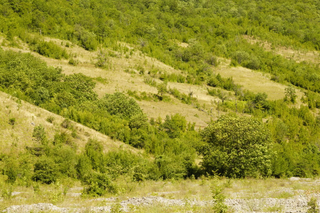 Sunlit hillside of grass and deciduous scrub