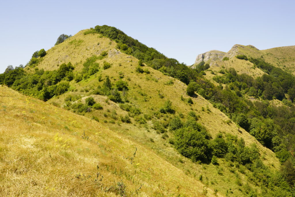 Golden hillside and tree-lined ridge