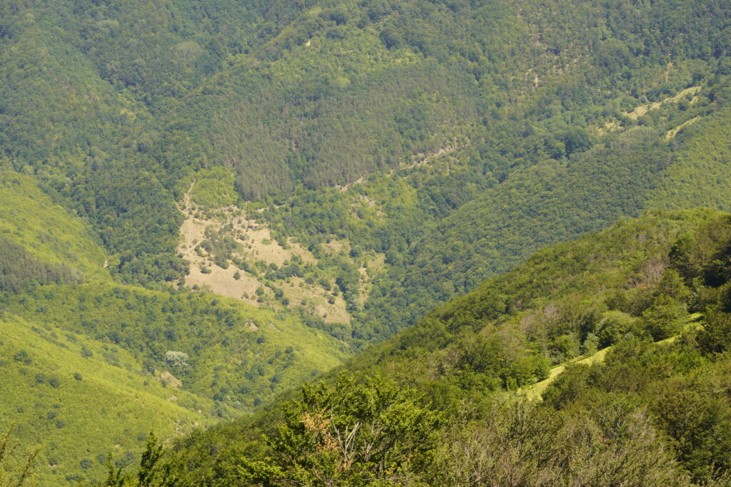 Forested mountain folds and a pale clearing